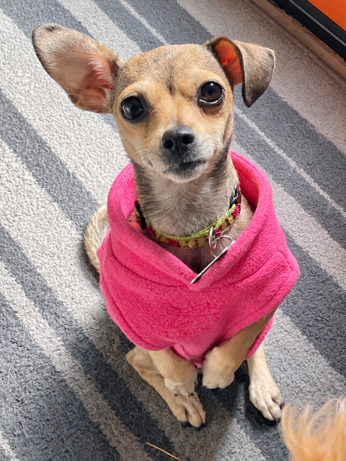 Jiggle, Chihuahua / Mixed (short coat)