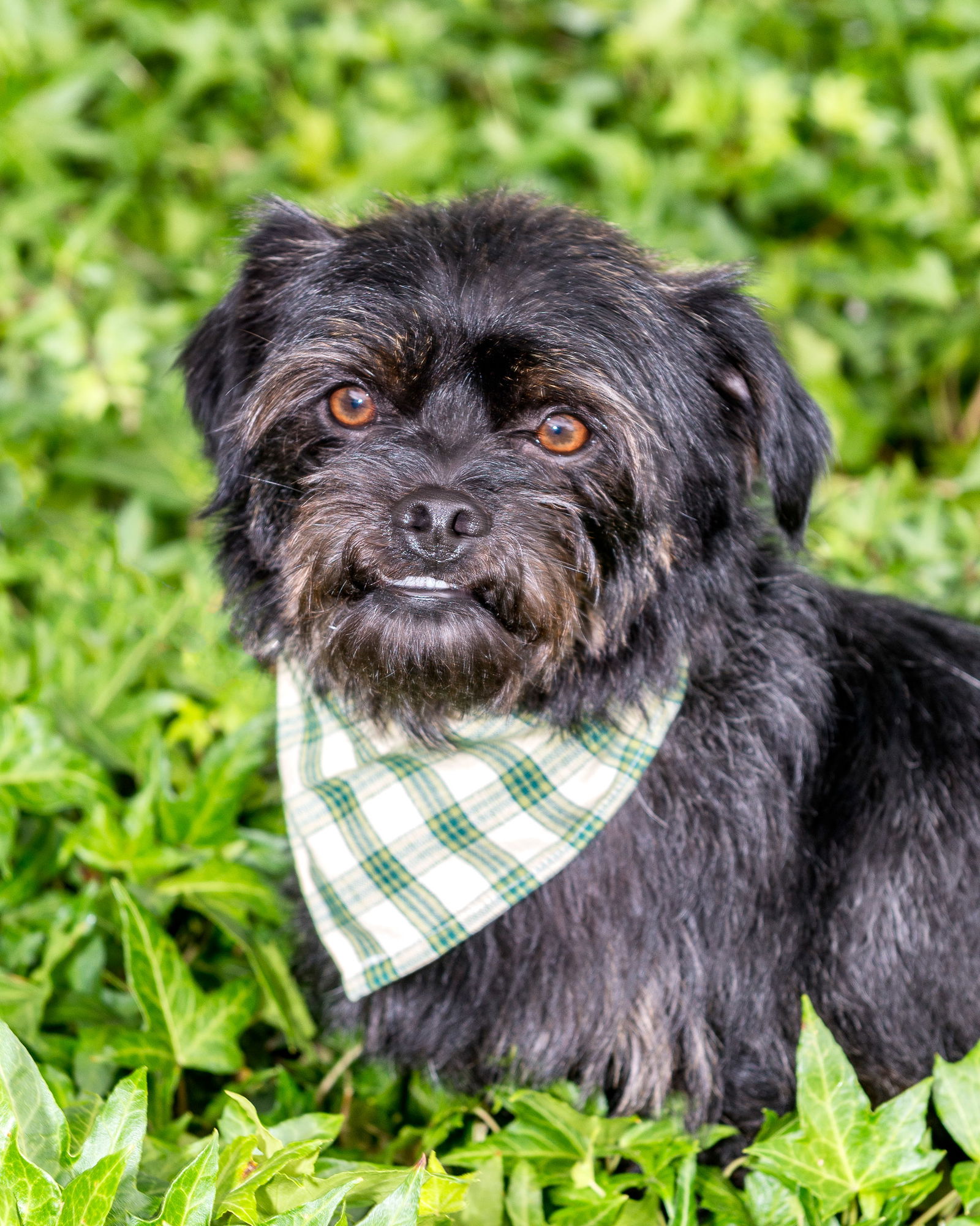 do affenpinscher like to cuddle