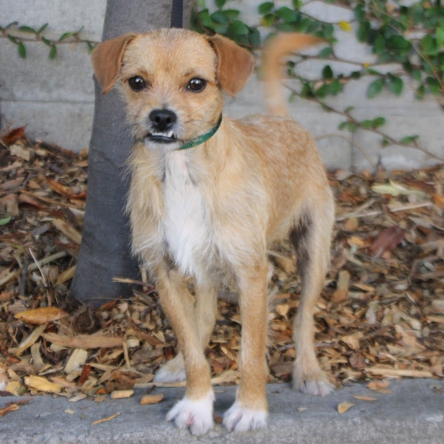 Norfolk terrier and chihuahua hot sale mix