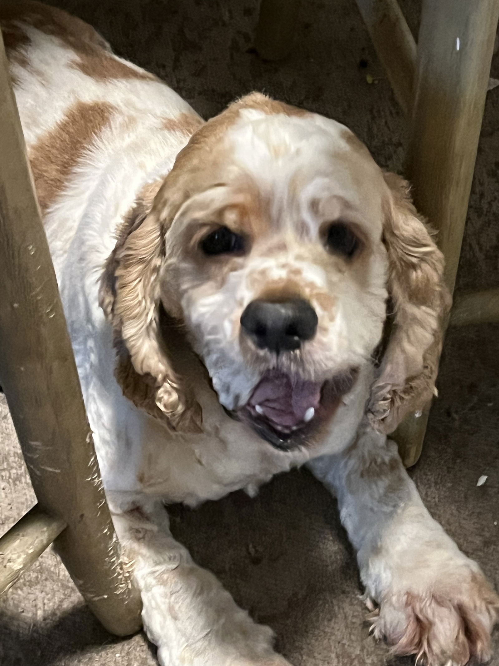 adoptable Dog in Fort Lauderdale, FL named MILO