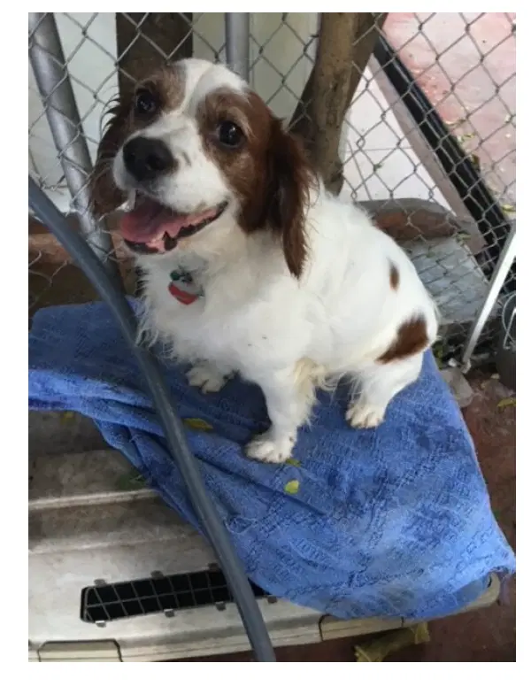 Kingsley - Cavalier King Charles Spaniel