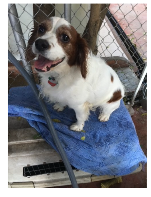 picture of the dog needing adoption
