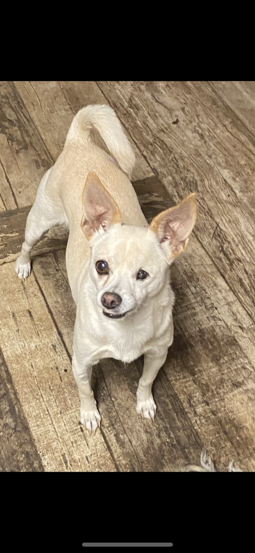 picture of the dog needing adoption