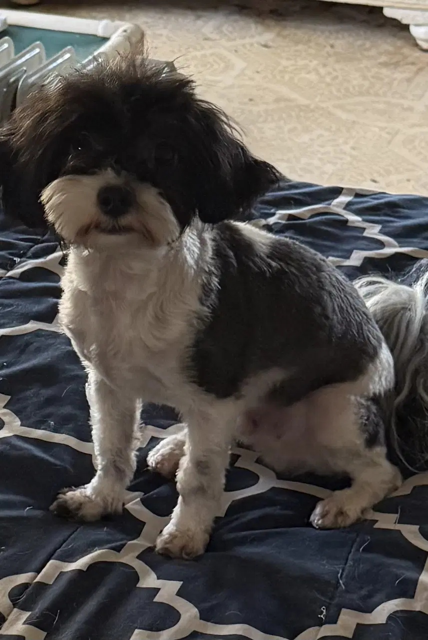 Kiki - Maltese