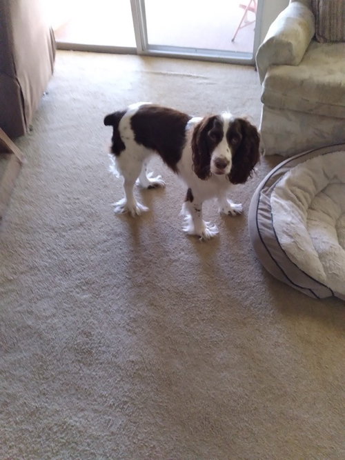 picture of the dog needing adoption