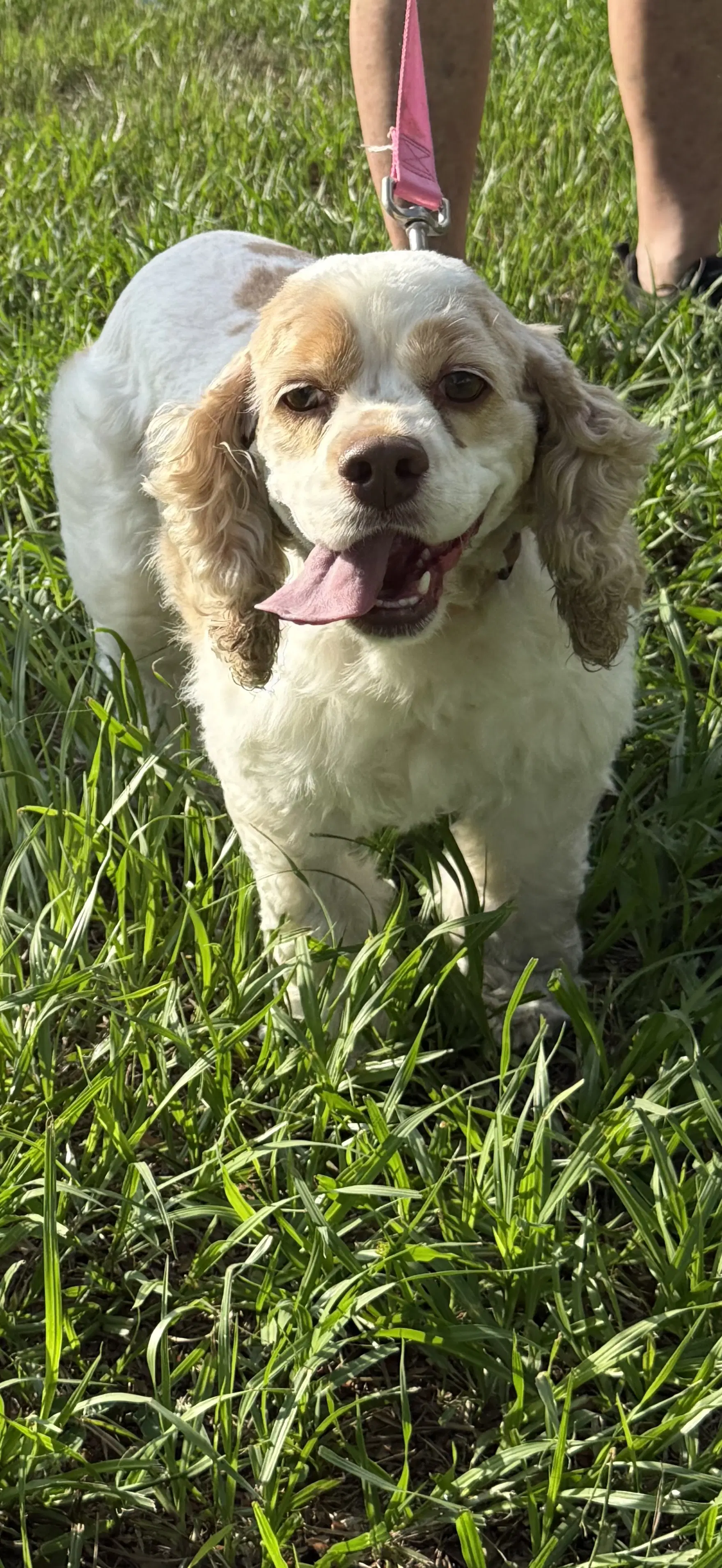 Eleven - Cocker Spaniel