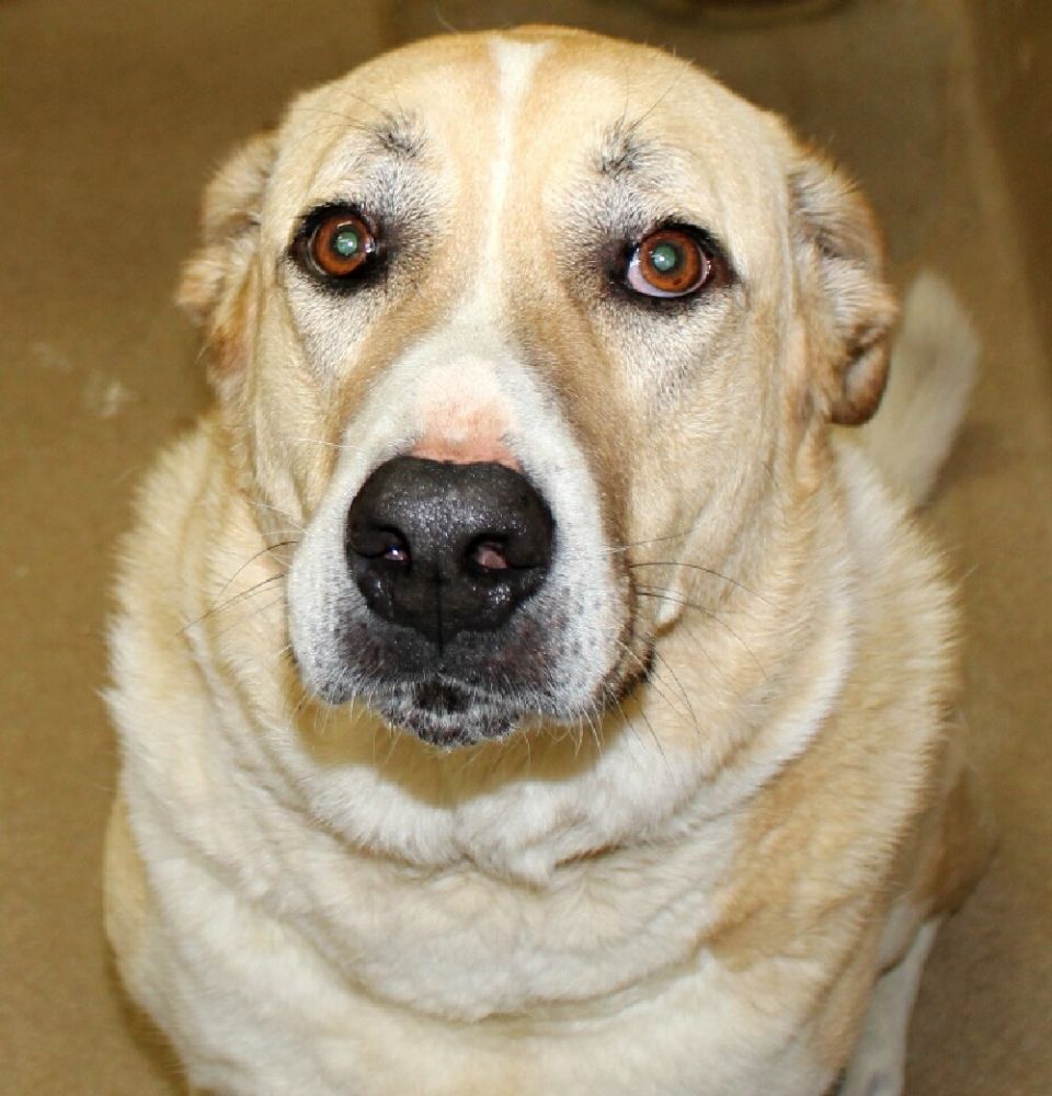 adoptable Dog in Mount Airy, MD named Apollo