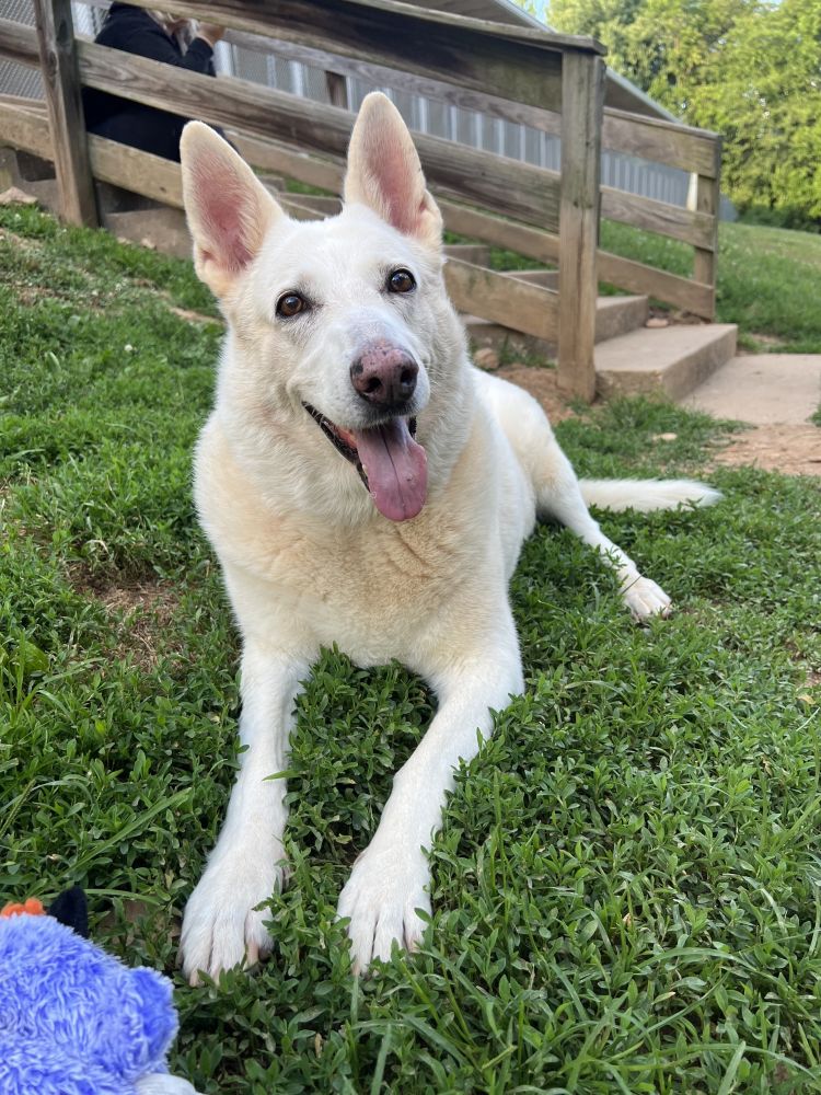 Dog for Adoption - Aspen, a German Shepherd Dog in Wheeling, WV | Alpha Paw