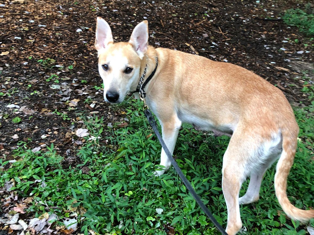 adoptable Dog in Mount Airy, MD named Molly