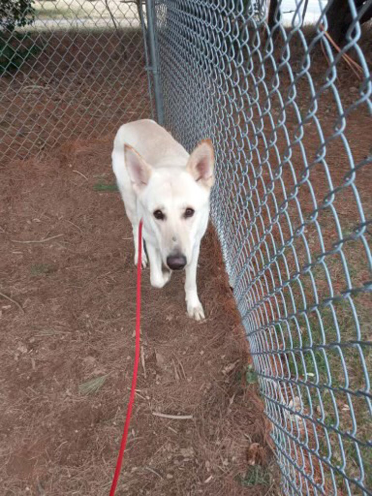 Dog for Adoption Herman, a German Shepherd Dog in Greater Upper