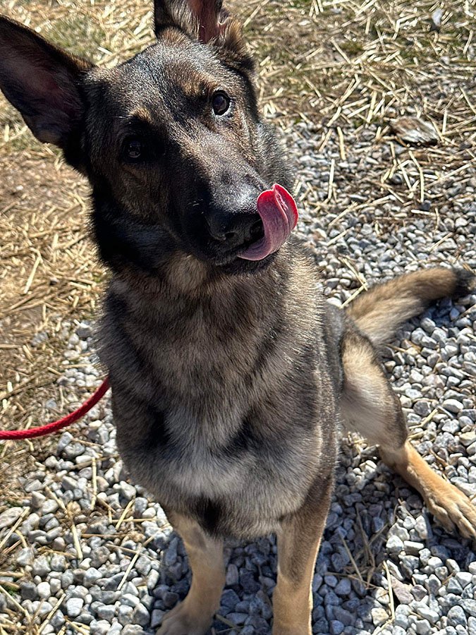 Dog for Adoption - Sarge, a German Shepherd Dog in Pikesville, MD ...