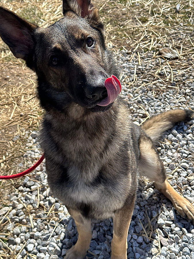 Dog for Adoption - Sarge, a German Shepherd Dog in Pikesville, MD ...