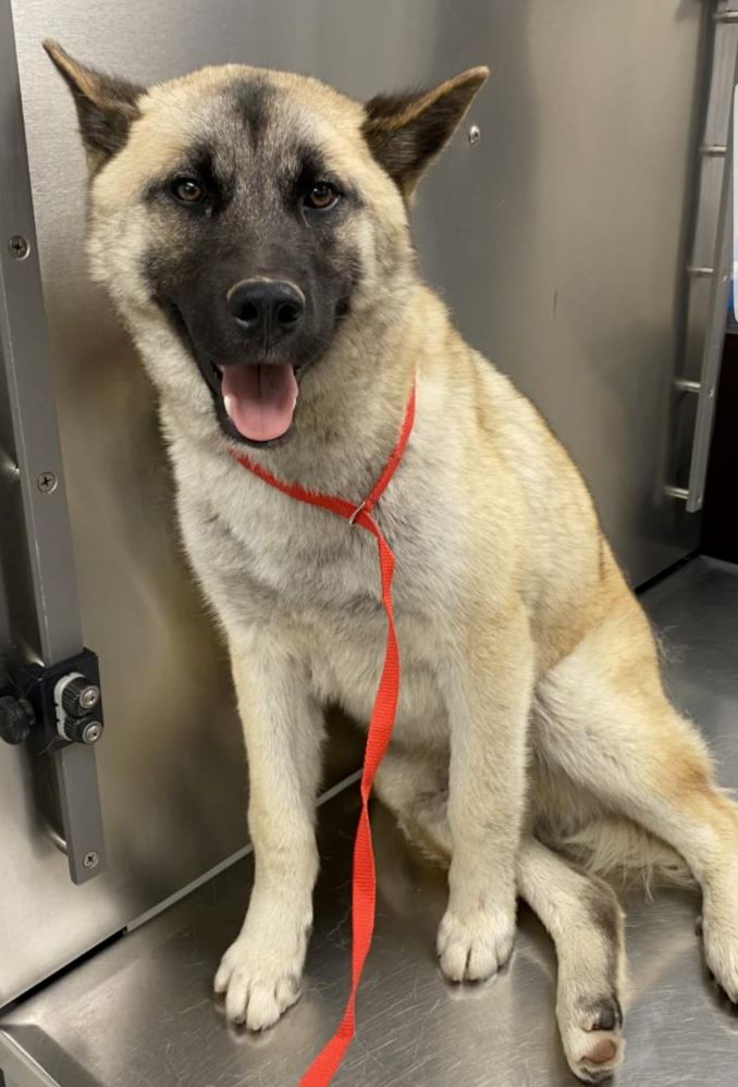 Dog for Adoption Sandy, a German Shepherd Dog in Centreville, VA