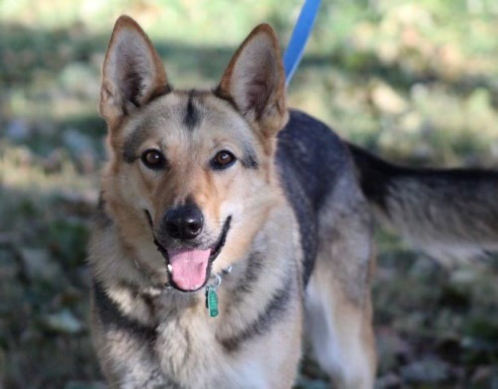 adoptable Dog in Mount Airy, MD named Bailey