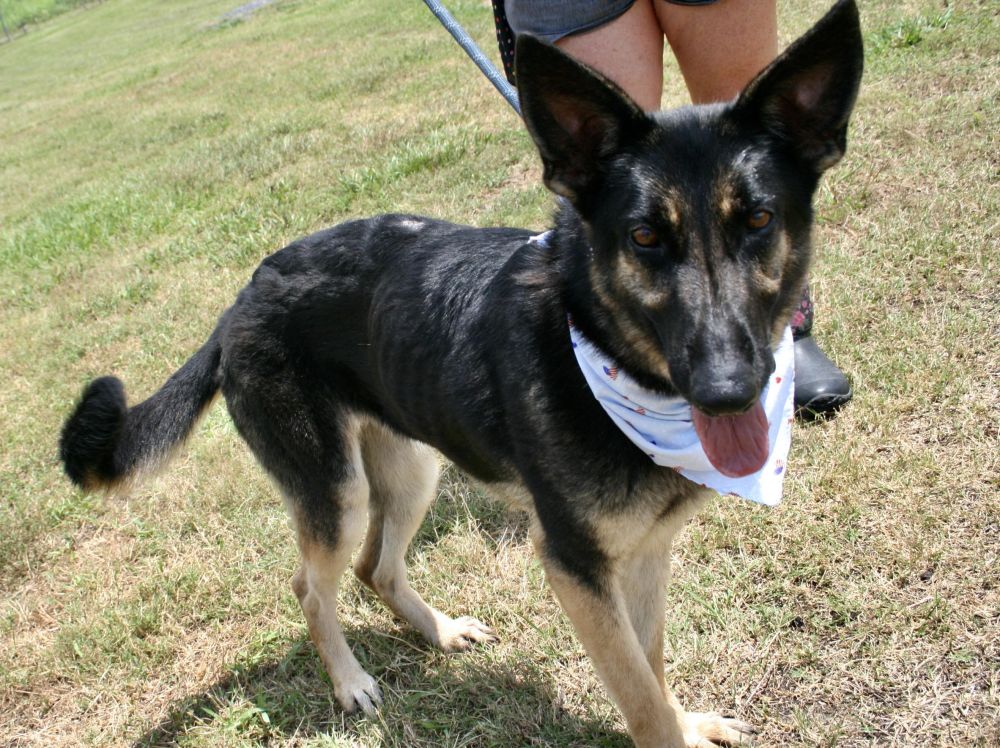 Dog for Adoption Sophie, a German Shepherd Dog in Anne Arundel County