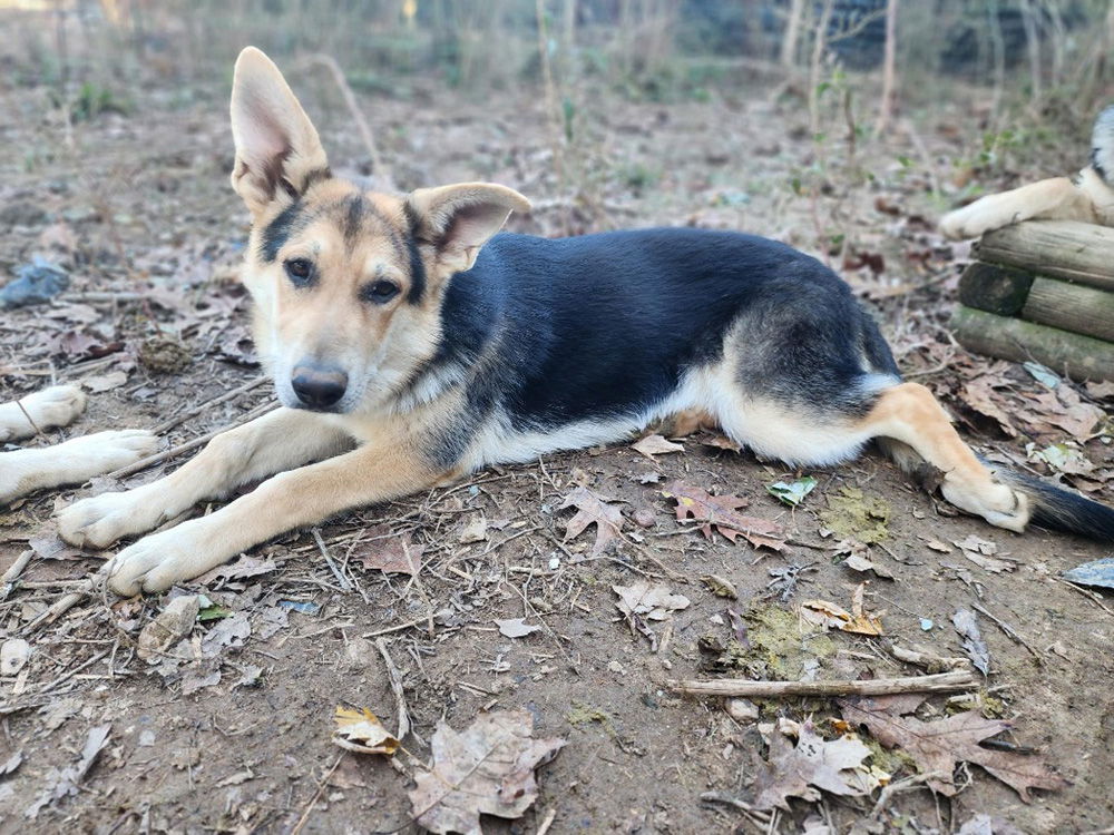 adoptable Dog in Mount Airy, MD named Ember