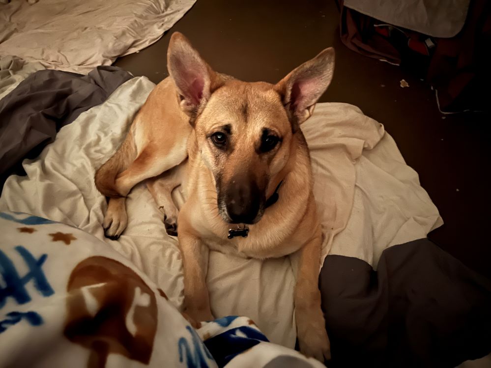 adoptable Dog in Mount Airy, MD named Lolly