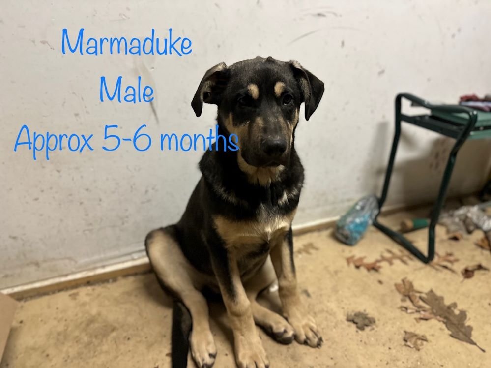 adoptable Dog in Mount Airy, MD named Marmaduke
