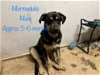 adoptable Dog in , MD named Marmaduke