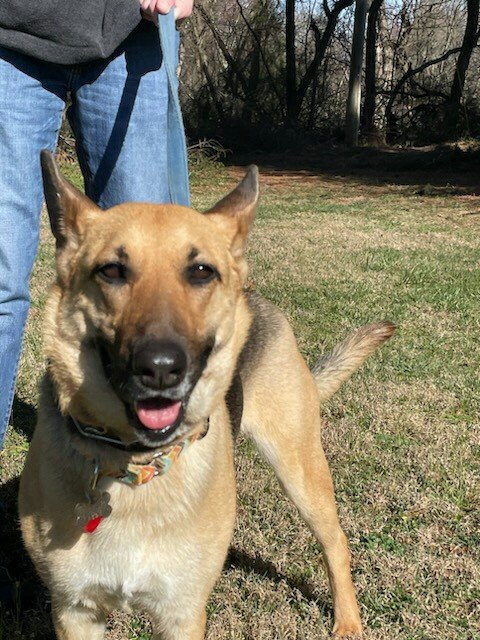 adoptable Dog in Mount Airy, MD named Allie