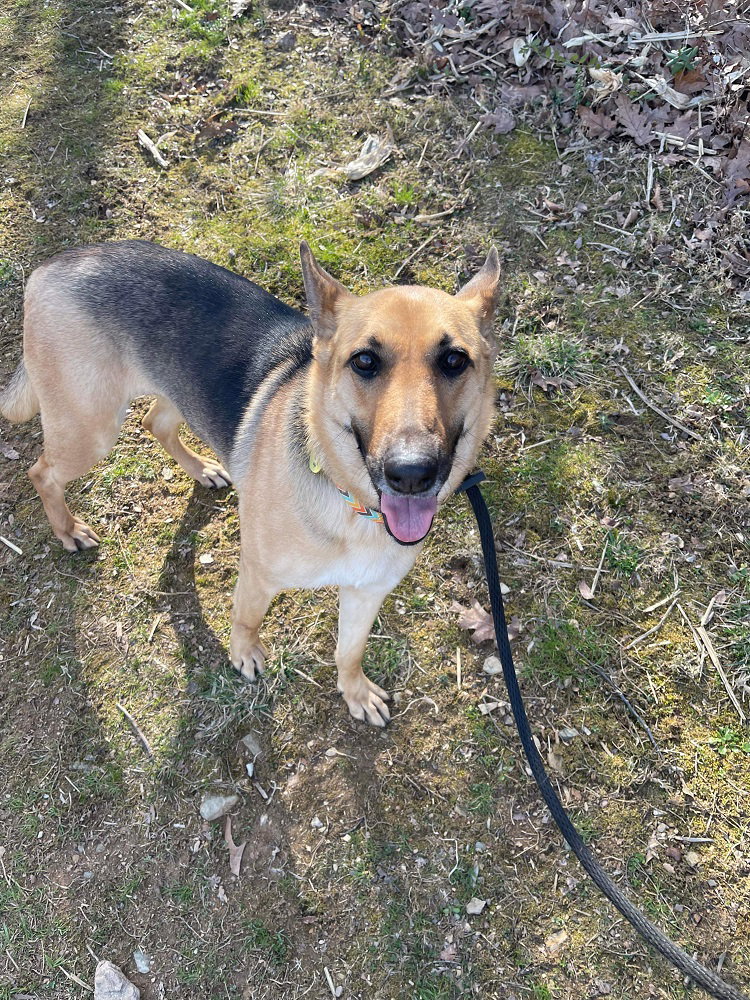 Dog for Adoption Allie, a German Shepherd Dog in Greater Upper