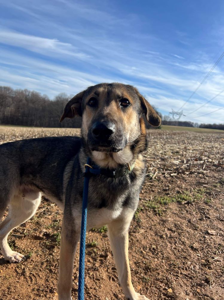 adoptable Dog in Mount Airy, MD named Buddy