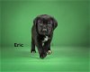 adoptable Dog in mount airy, MD named Eric