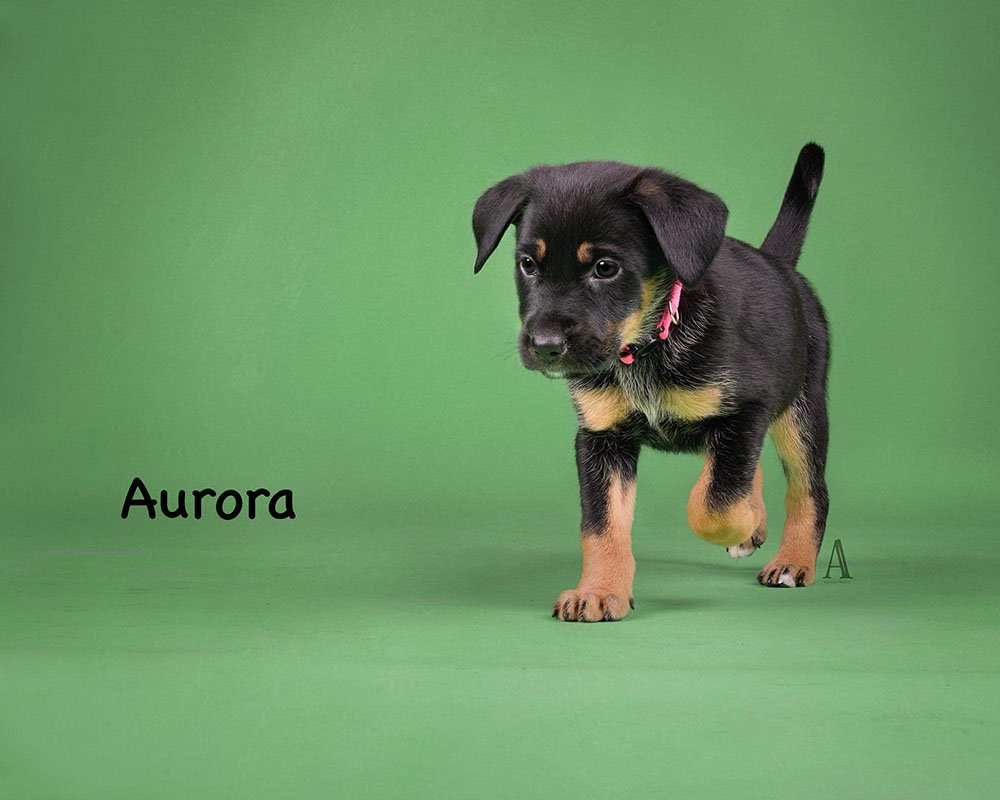 adoptable Dog in Mount Airy, MD named Aurora
