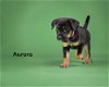 adoptable Dog in mount airy, MD named Aurora