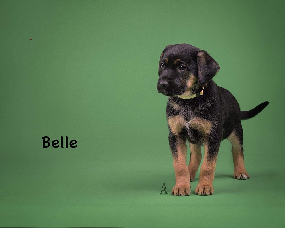adoptable Dog in Mount Airy, MD named Belle