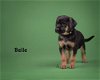 adoptable Dog in mount airy, MD named Belle
