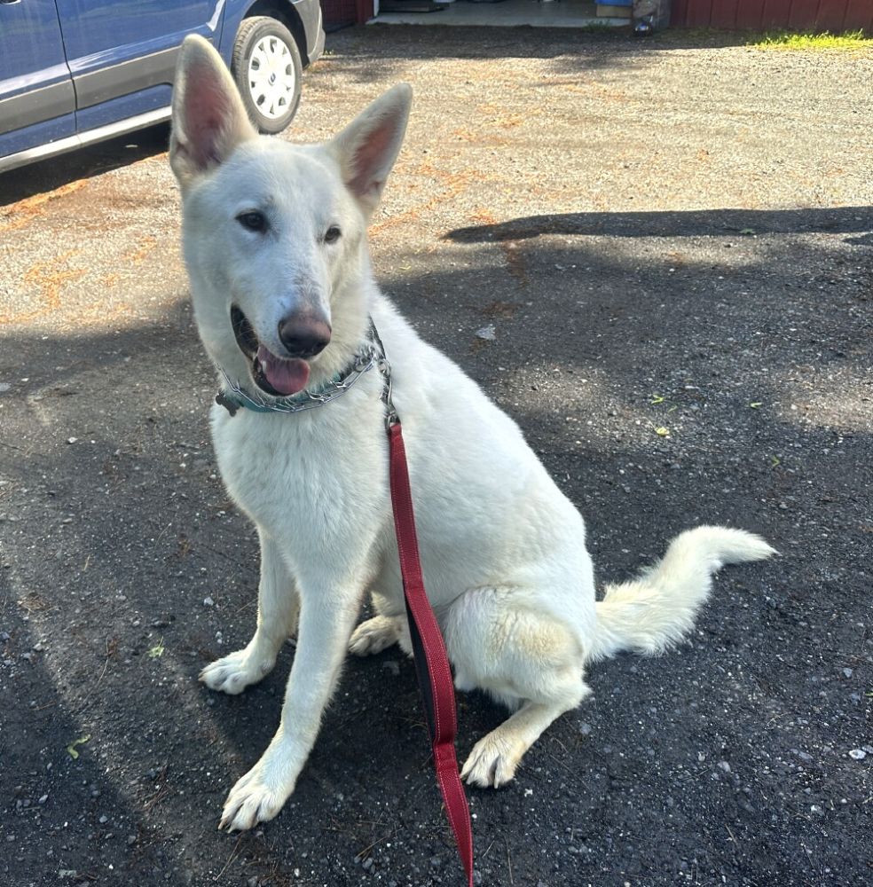 Dog adoption in Mount Airy, MD 21771 German Shepherd Dog Dog "Falcor"