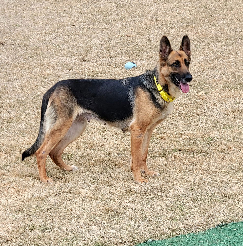 adoptable Dog in Mount Airy, MD named Mabel