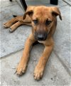 adoptable Dog in mount airy, MD named Cubby