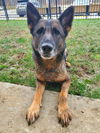 adoptable Dog in Mount Airy, MD named Raina