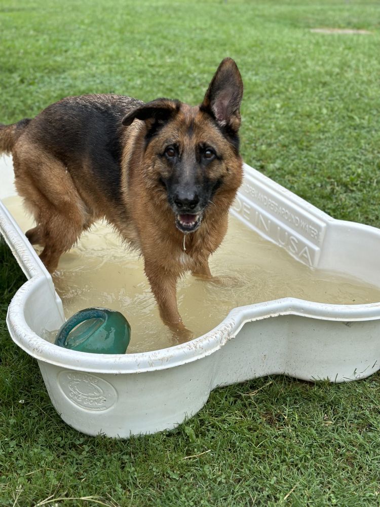 adoptable Dog in Mount Airy, MD named Amir