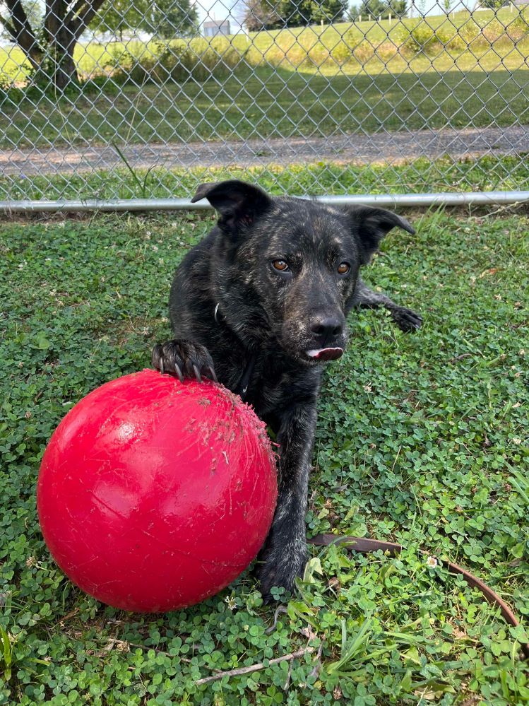 adoptable Dog in Mount Airy, MD named Cadi