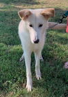 adoptable Dog in Mount Airy, MD named Casper