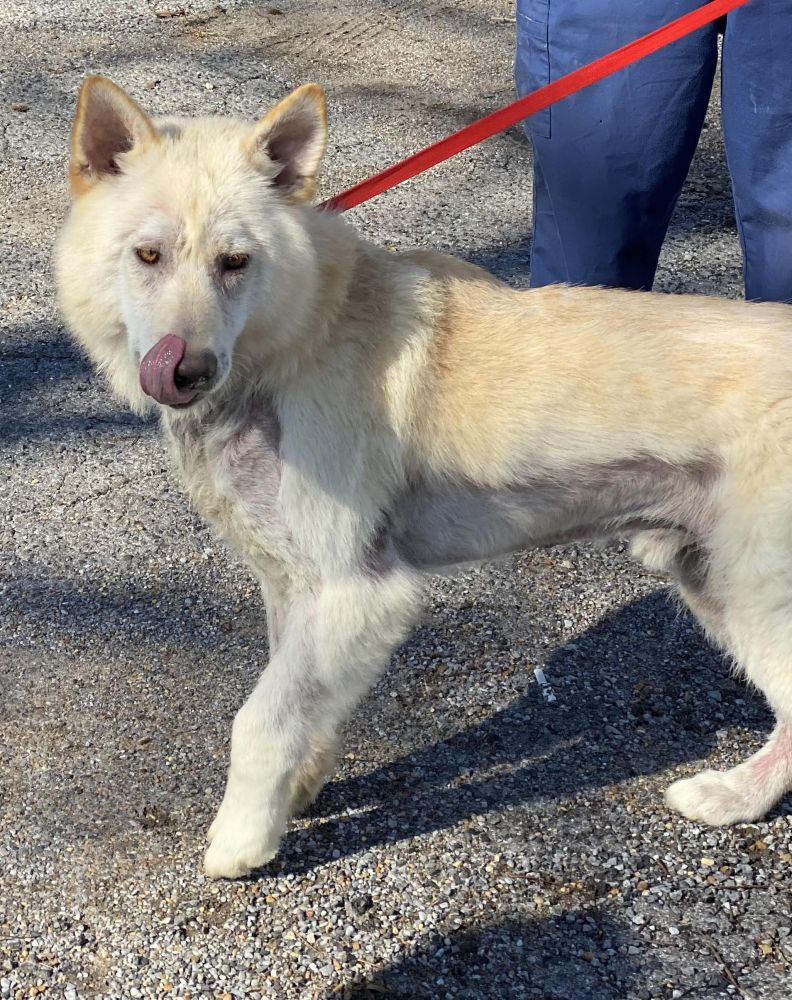 adoptable Dog in Mount Airy, MD named Guy