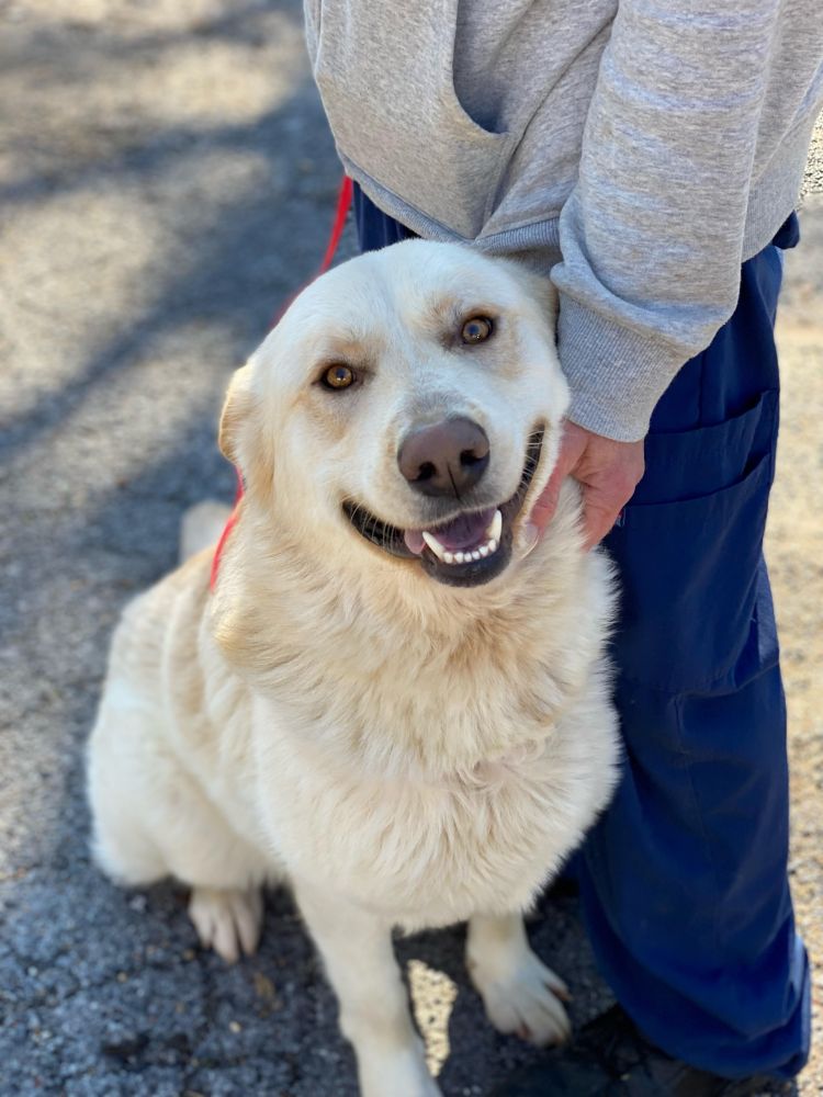 adoptable Dog in Mount Airy, MD named Fieri