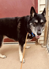 adoptable Dog in mount airy, MD named Rocky