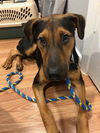 adoptable Dog in mount airy, MD named Rico