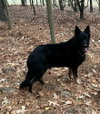 Shotsy - Photo 2