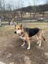 adoptable Dog in  named Mila