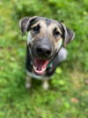 adoptable Dog in mount airy, MD named Stryder