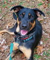 adoptable Dog in  named Daisy