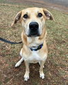 adoptable Dog in mount airy, MD named Rory