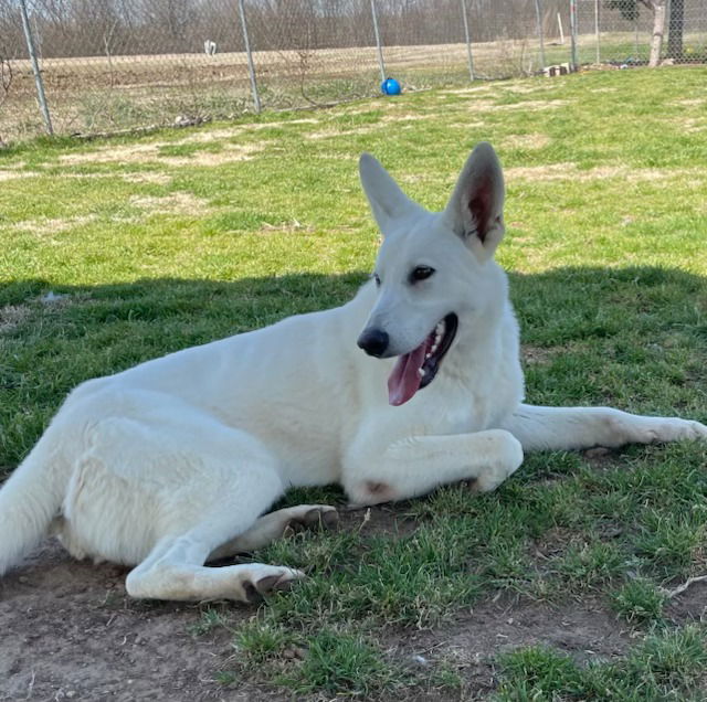 adoptable Dog in Mount Airy, MD named Jax