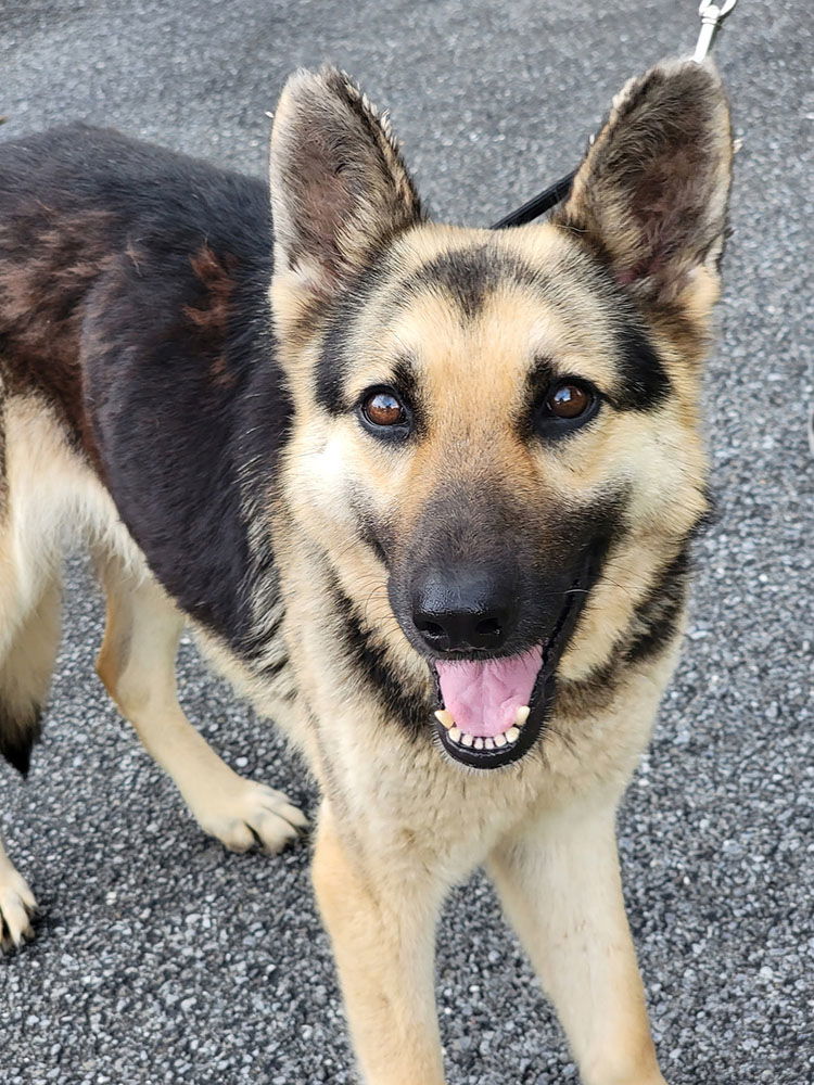 adoptable Dog in Mount Airy, MD named Carley