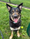 adoptable Dog in  named Zazoo